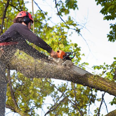 marketing for tree services